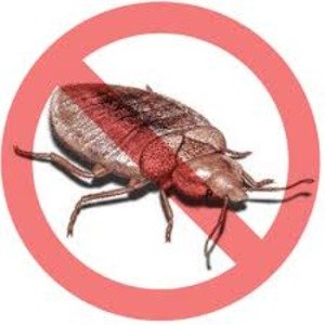 Bed Bugs Control